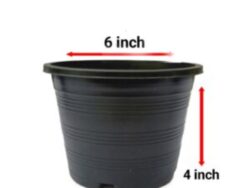 6*4 Pot 12 pieces