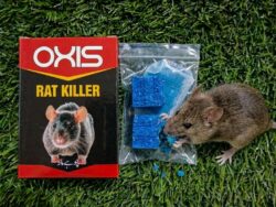 Rat Killer Biscuit