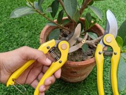 Pruning Cutter / branch cutter