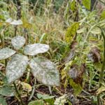 Fungicide 50g (very strong fungicide ) - Image 3