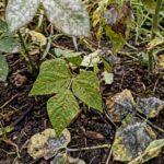 Fungicide 50g (very strong fungicide ) - Image 2