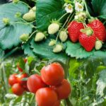 Foliar spray 100ml (Plant Growth Regulator) - Image 2