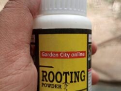 Rooting Hormone 30g