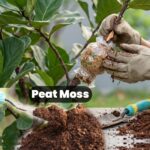 Peat Moss 500g – Soil Conditioner for Healthy Plant Growth