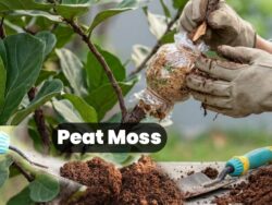 Peat Moss 500g – Soil Conditioner for Healthy Plant Growth