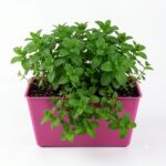 Plastic Kayari pot 11*5 (small size) - Image 2