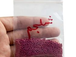 V5 Shaljam Seeds