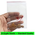 V4 Kareela Seeds