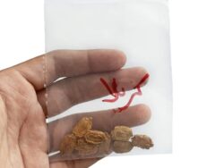 V4 Kareela Seeds