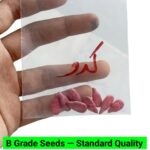 V7 Kaddu Seeds-Pumpkin