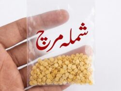 V8 Shimla Mirch Seeds