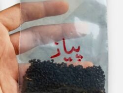 V11 Onion Seeds