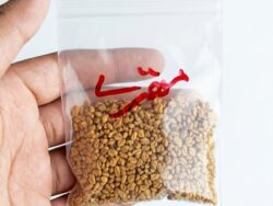 V12 Methry Seeds