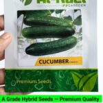V13 Cucumber Seeds-Kheera
