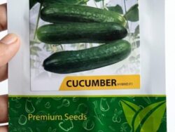V13 Cucumber Seeds-Kheera