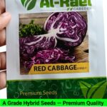 V16 Red Cabbage Seeds