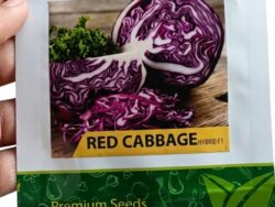 V16 Red Cabbage Seeds