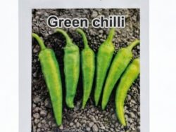 V19 Green Chilli Seeds