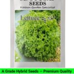 V18 Salad Patta Seeds