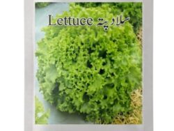 V18 Salad Patta Seeds